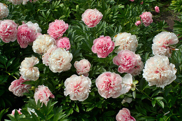 Bright peonies in the flower bed
