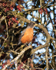 American Robin In The Neighborhood