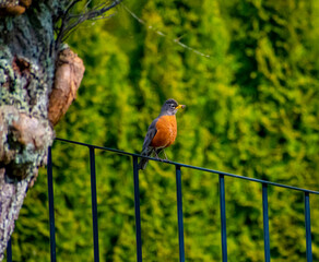 American Robin In The Neighborhood