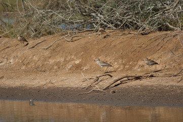 Senegal thick-knees Burhinus senegalensis nexto to a lagoon. Oiseaux du Djoudj National Park. Saint-Louis. Senegal.