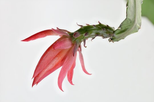 Result of focus stacking of bloom of Disocactus Ackermannii