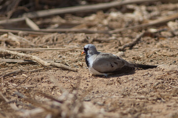 Male Namaqua dove Oena capensis sunbathing on the ground. Oiseaux du Djoudj National Park. Saint-Louis. Senegal.