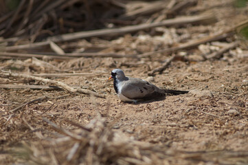 Male Namaqua dove Oena capensis sunbathing on the ground. Oiseaux du Djoudj National Park. Saint-Louis. Senegal.