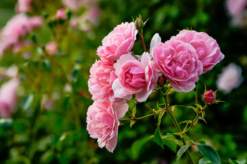 pink roses in their natural habitat in full bloom, multi-flowered bouquet of flowers at close range, elegant, intimate, romantic, delicate English roses