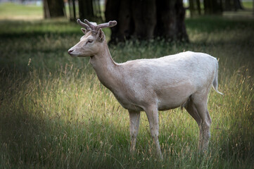 White fallow deer