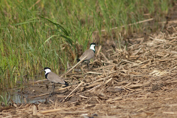 Pair of spur-winged lapwings Vanellus spinosus. Oiseaux du Djoudj National Park. Saint-Louis. Senegal.