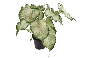 Tropical 'Caladium Candyland' houseplant with beautiful white and green leaves with pink freckles...