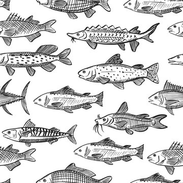 Seamless vector pattern with sketch illustrations of various sea fish. Salmon, mackerel, tuna, catfish, carp, pike, trout outline sihouettes on white background. Black engraving texture