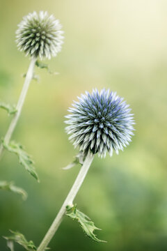 Close-up image of the summmer flowering blue spikey flowers of Sea Holly also known as Eryngium