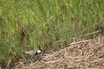 Spur-winged lapwing Vanellus spinosus in the Oiseaux du Djoudj National Park. Saint-Louis. Senegal.