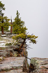 Cliffside Tree