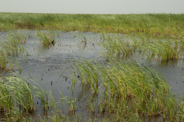 Broadleaf cattails Typha latifolia in a lagoon. Oiseaux du Djoudj National Park. Saint-Louis. Senegal.