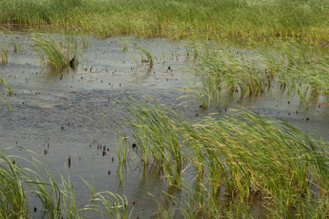 Broadleaf cattails Typha latifolia in a lagoon. Oiseaux du Djoudj National Park. Saint-Louis. Senegal.