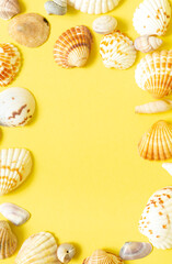 Seashells on yellow background, summer holiday concept. flat lay