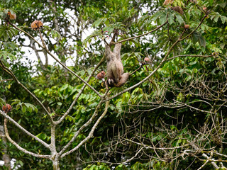 Sloth hanging on tree branch 