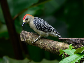 Red-crowned Woodpecker perched on log on green background