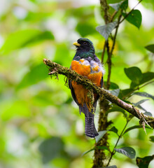 Collared Trogon perched on tree branch on green background