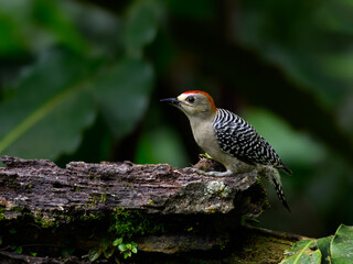 Red-crowned Woodpecker perched on log on green background