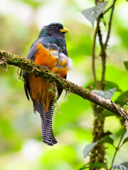 Collared Trogon perched on tree branch on green background