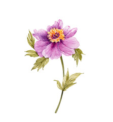 pink peony flower, watercolor illustration isolated on white background.