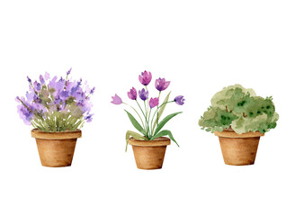 set of garden flowers in pots and plants, watercolor illustration isolated on white background.