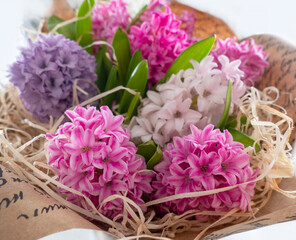 Obraz na płótnie Canvas Bouquet beautiful hyacinths close-up for website, greeting card, online store. Concept of flower shop. Flower Delivery