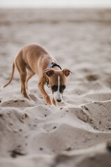 Jasny szczeniak whippet bawi się na plaży © ZiraPhoto