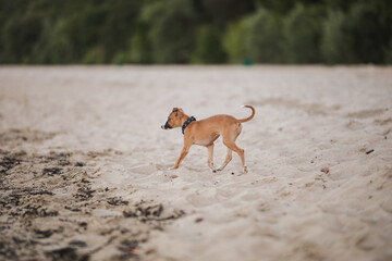 Radosny szczeniak biega po plaży