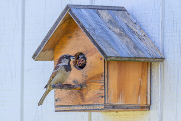Adult sparrow feeding two baby birds in bird house - 511934381
