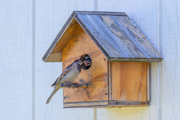 Sparrow feeding baby birds while perched on bird house