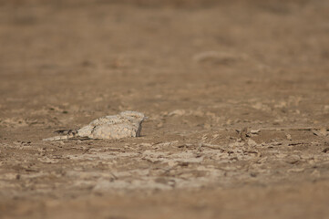 Egyptian nightjar Caprimulgus aegyptius saharae resting. Oiseaux du Djoudj National Park. Saint-Louis. Senegal.