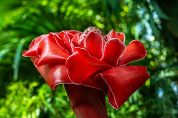 Close-up of an exotic red torch ginger