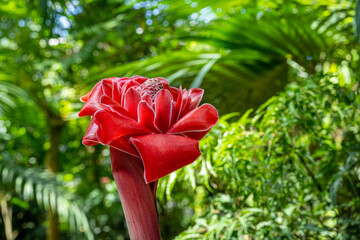 Close-up of an exotic red torch ginger