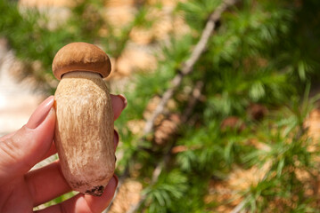Porcini mushroom in a female hand with beige nails on a green forest background close-up. Green living and eco-friendly products. Picking fungi. Summer or autumn harvest season. Forest aesthetics