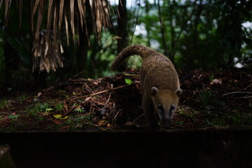 The photo shows cute coati, which are located on the border between Brazil and Argentina.