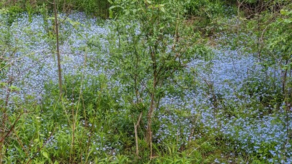 blue flowers