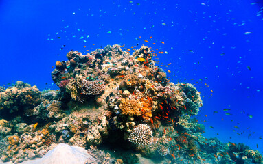 Fototapeta na wymiar Colorful coral reef. From a scuba dive in the Red sea in Egypt