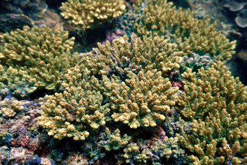 Naklejka na ściany i meble Underwater photography of corals