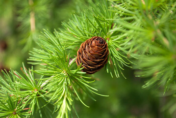 Larch tree in the woods. Summer natural background