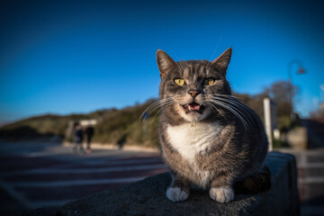 mein Strandkater am Abend