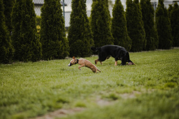 Szczeniak whippet bawi się z dorosłym czarnym psem na zielonym podwórku