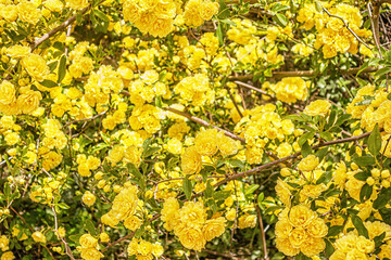 floral background of yellow bushy roses in the garden