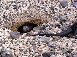 lizard on the sand