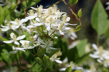 Beautiful flowers of blossoming white Miniature Clematis. Bush of clematis growing in garden. Beautiful white clematis blossom