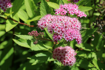 Flower of Spiraea Crispa (Spiraea japonica) on a background of green leaves.  Close up.