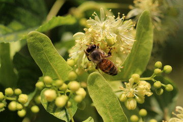 Linden flowers on a black background. A bee gathering nectar.