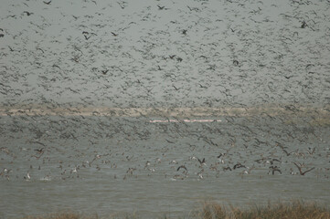 Flock of white-faced whistling ducks, fulvous whistling ducks, garganey and northern pintails. Oiseaux du Djoudj National Park. Saint-Louis. Senegal.