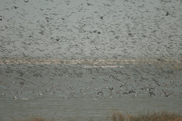 Flock of white-faced whistling ducks, fulvous whistling ducks, garganey and northern pintails....