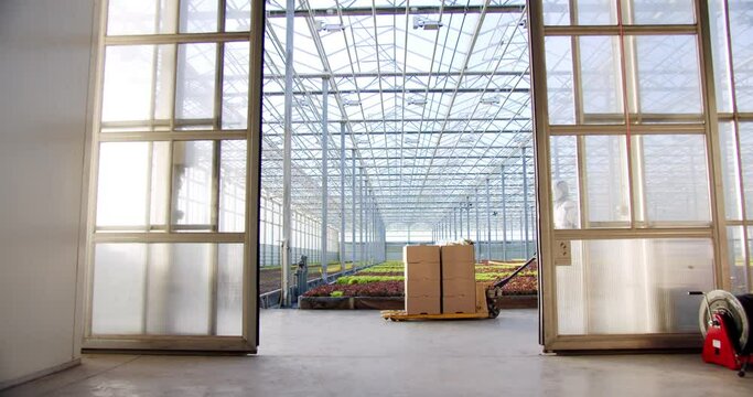 View of opening sliding door towards large commercial greenhouse with aquaponics system. Robotic cyborg transporting cardboard boxes with organic lettuce on hand forklift to storage.
