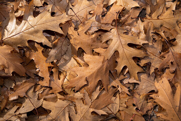Background with brown oak leaves on the ground on a sunny autumn day - Powered by Adobe
